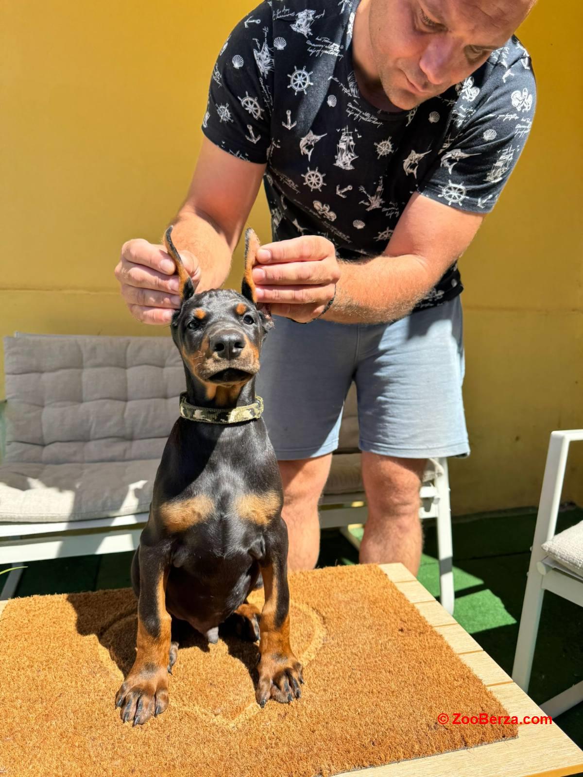 Doberman stenci