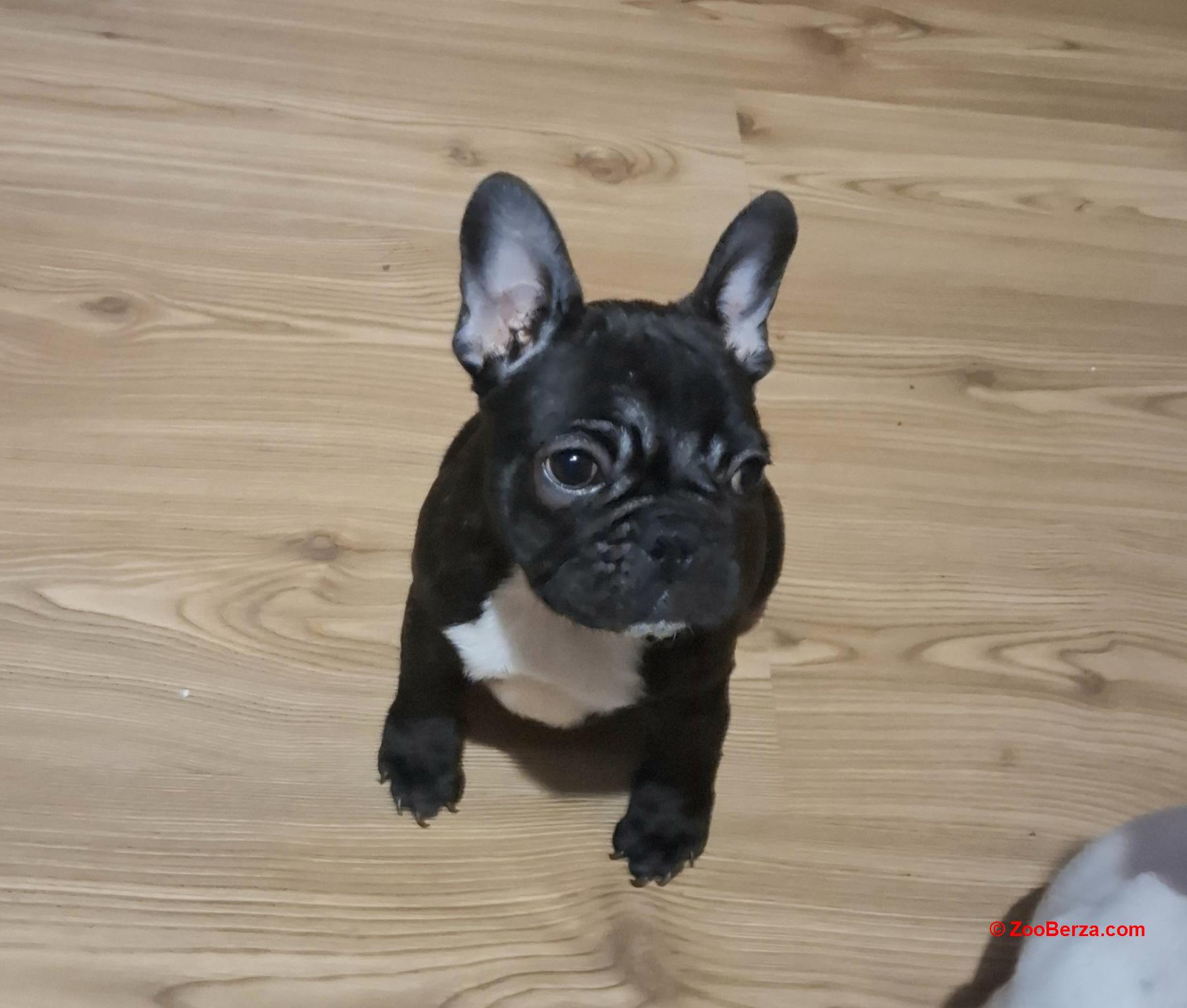 Francuski Buldog prelepi štenci