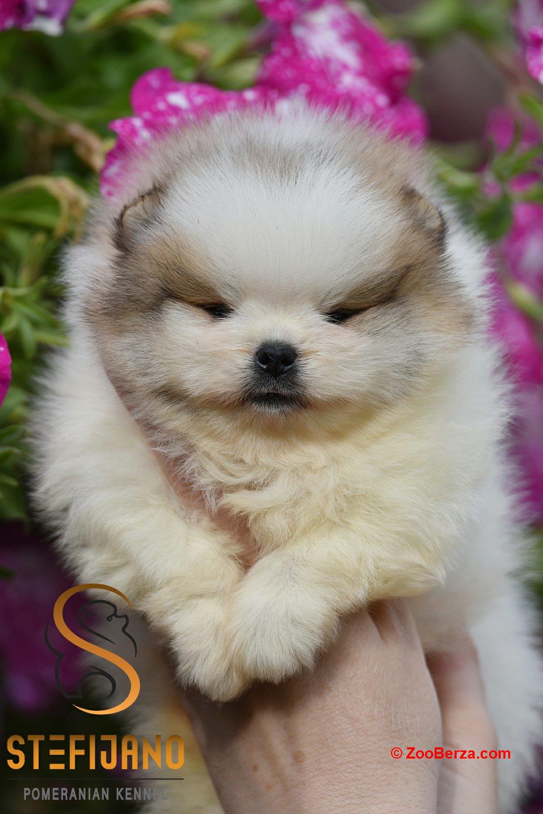 Pomeranac Boo štenci