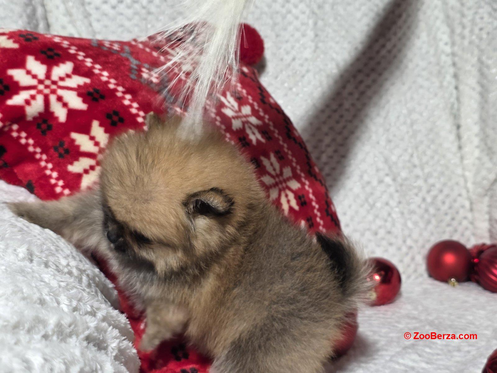 Pomeranac kvalitetni štenci