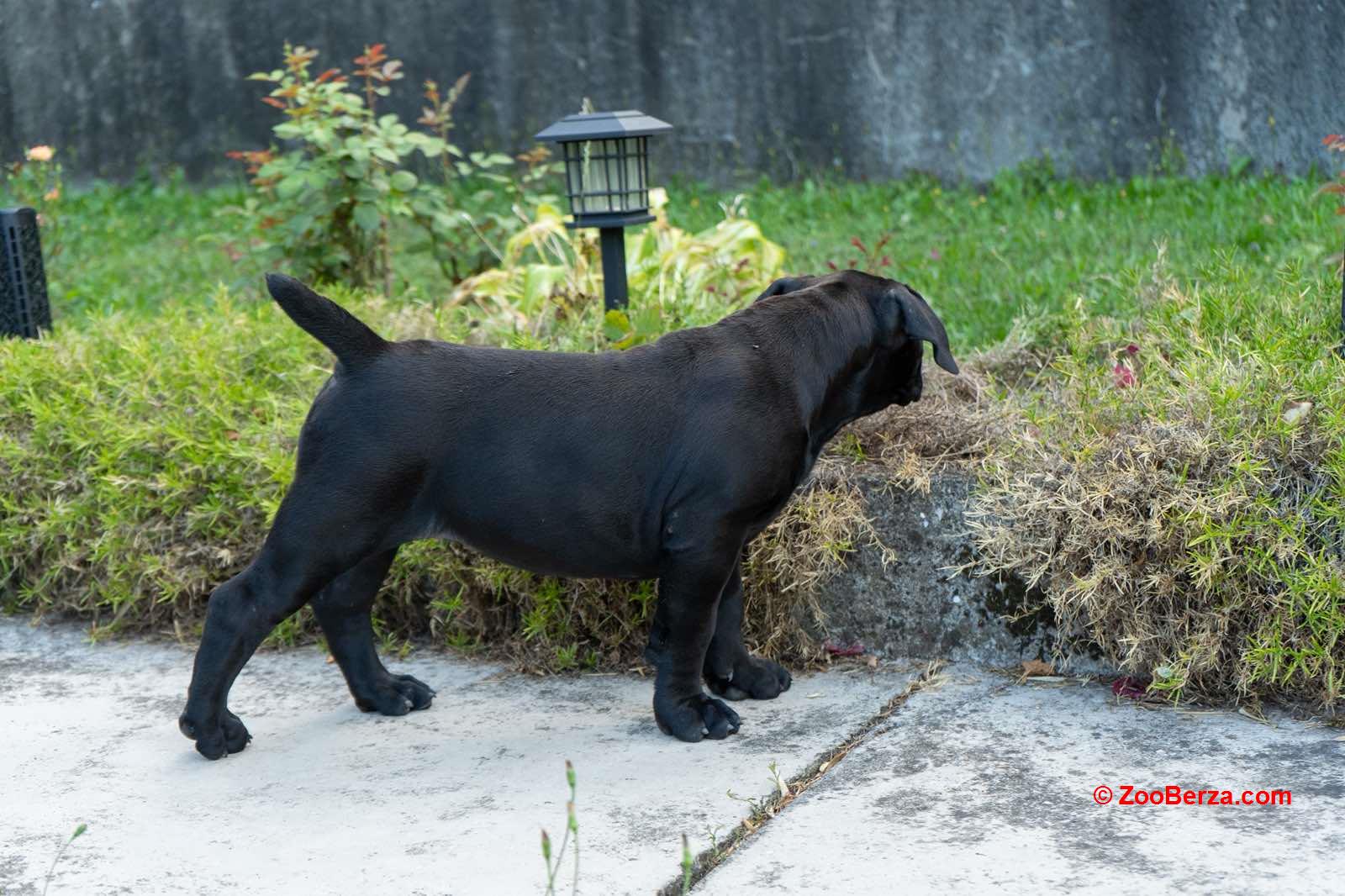 Južnoafrički mastif - Boerboel štenci