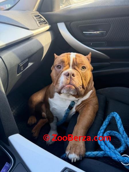 Muzjak -American Bully Exotic Merle
