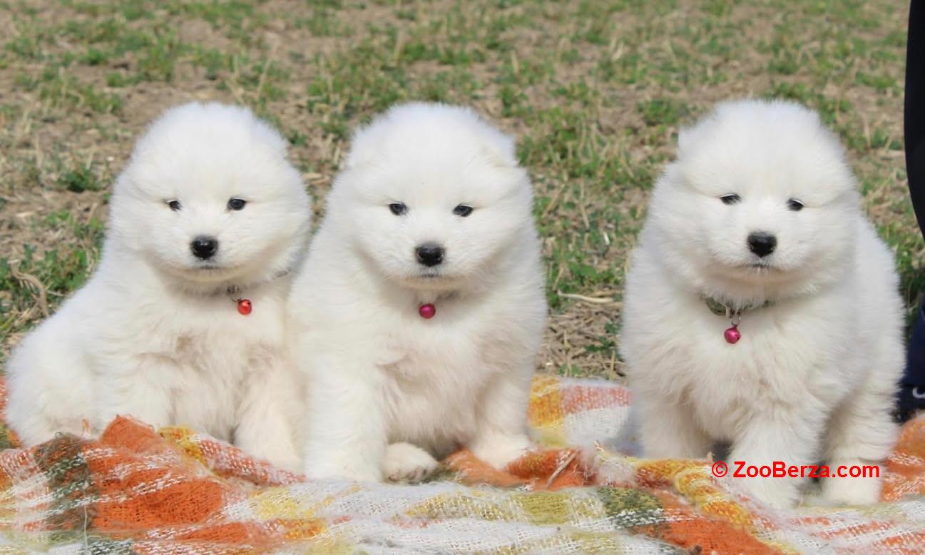 Samojed prelepi štenci
