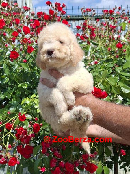 Lagoto Romanjolo (Lagotto Romagnolo)