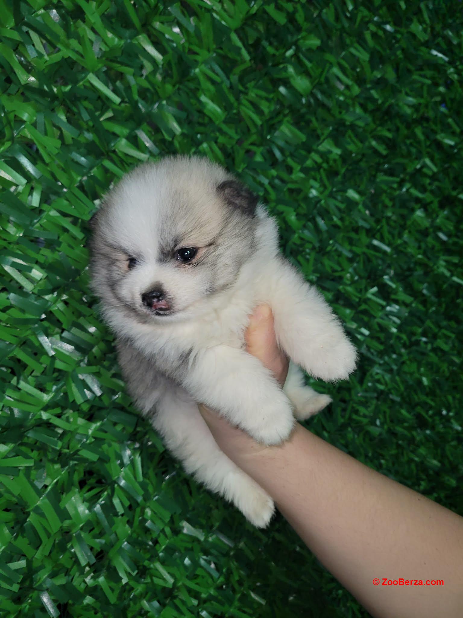 Pomeranac prelepi štenci