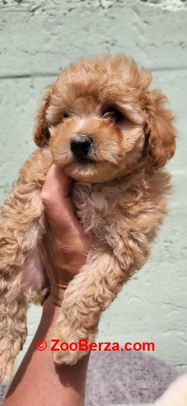 Mini Maltipoo štenci