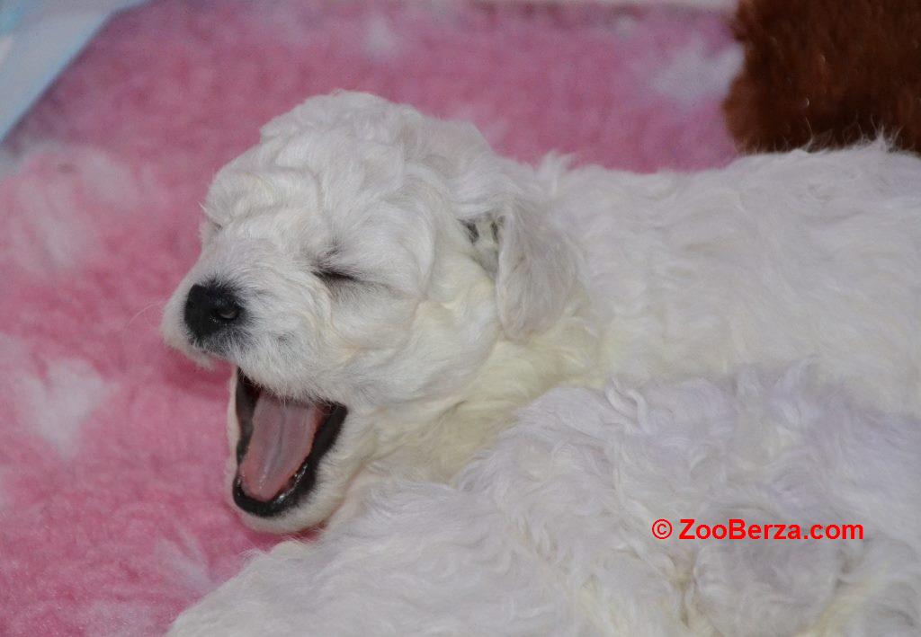 TOY PUDLA