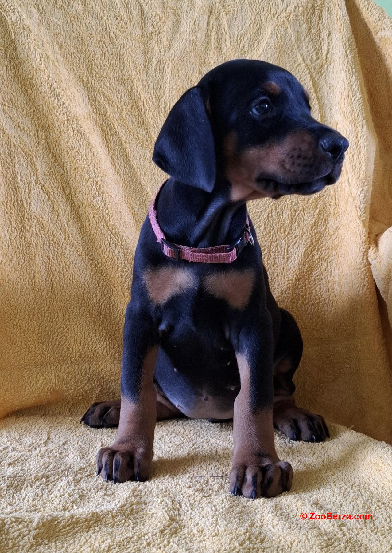 Doberman prelepi stenci