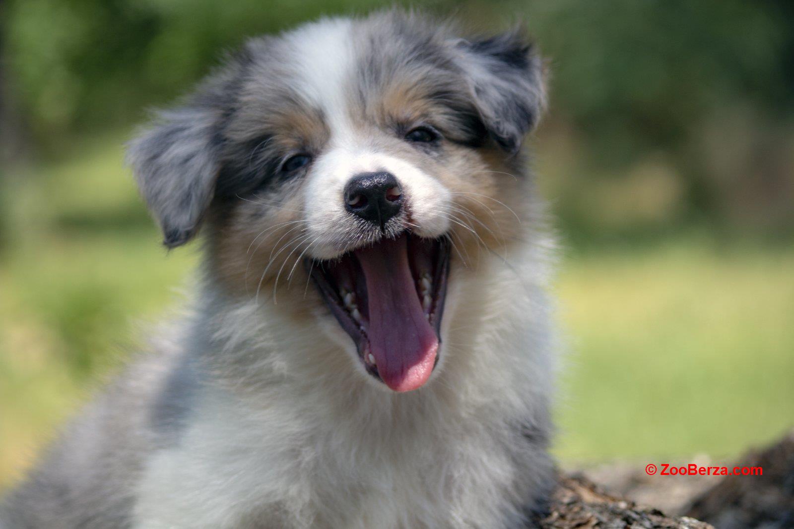 Border koli-Border collie štenad