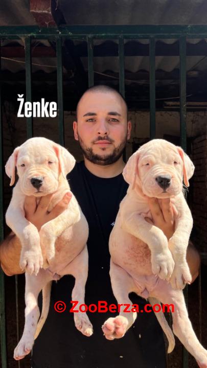 Dogo Argentino štenci