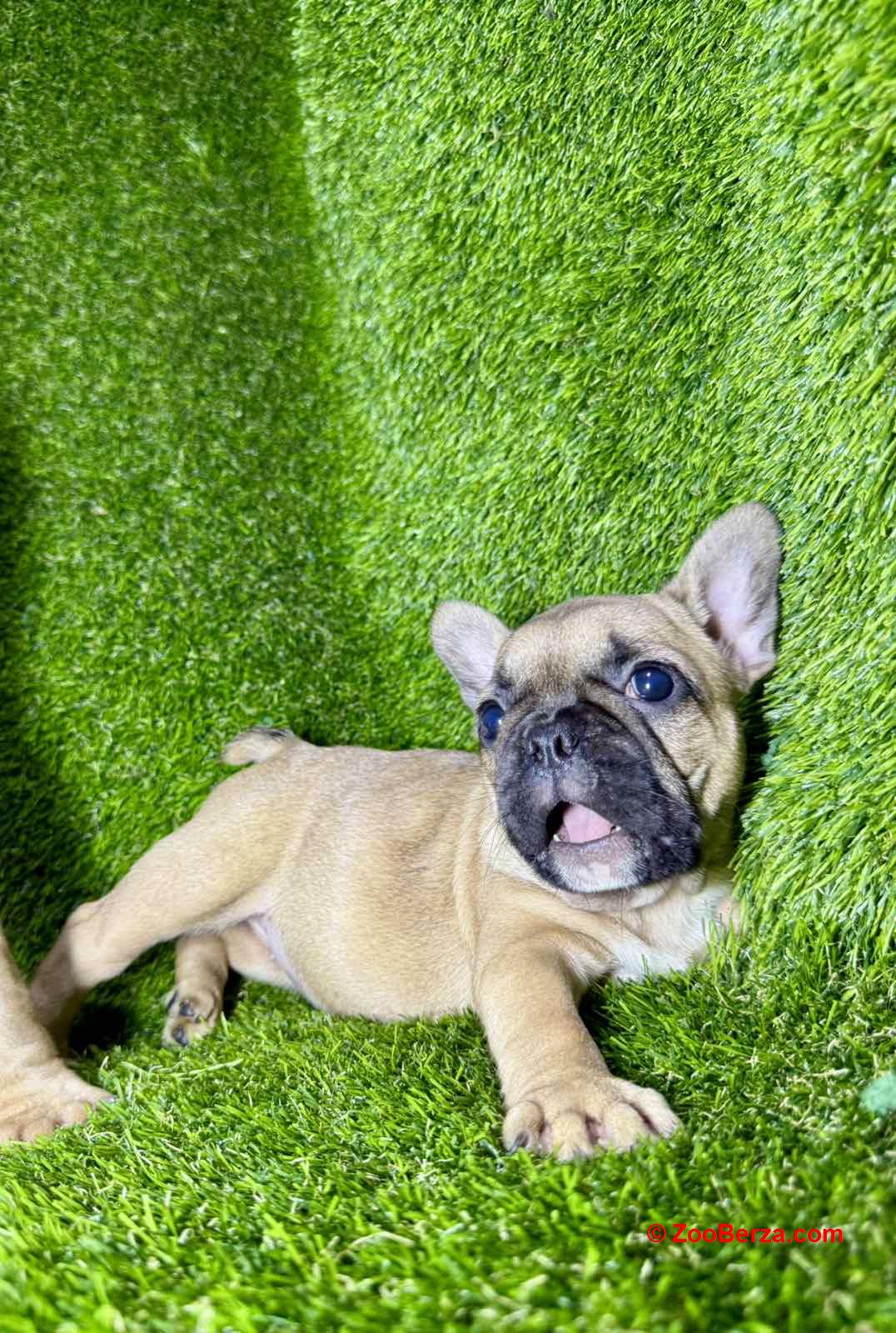 Francuski Buldog prelepi štenci