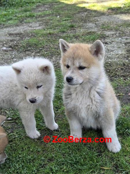 Japanska Akita, štenci