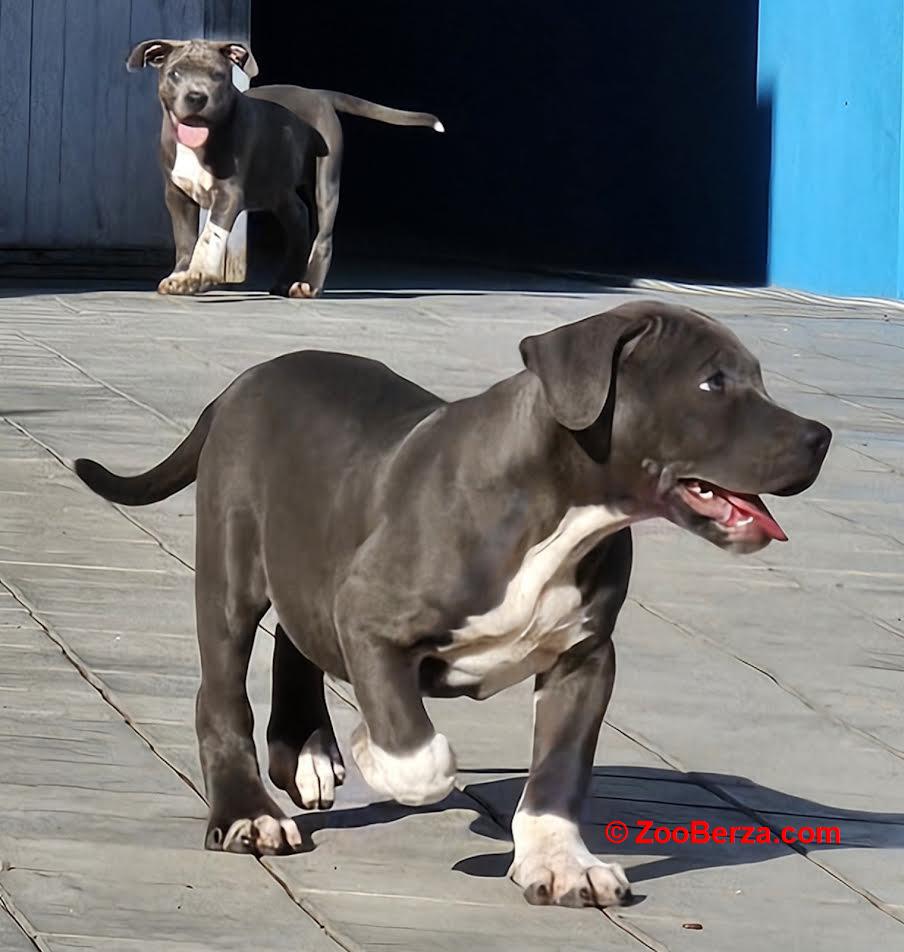 American bully xl 