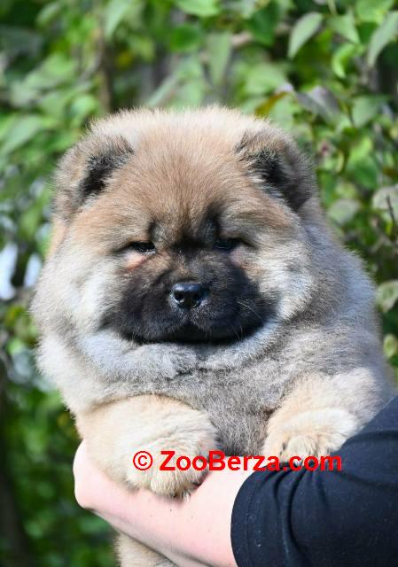 Chow Chow Cau Cau Čau Čau