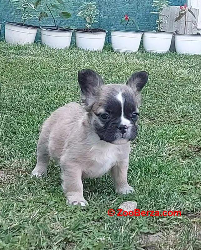 Francuski buldog stenci fluffy