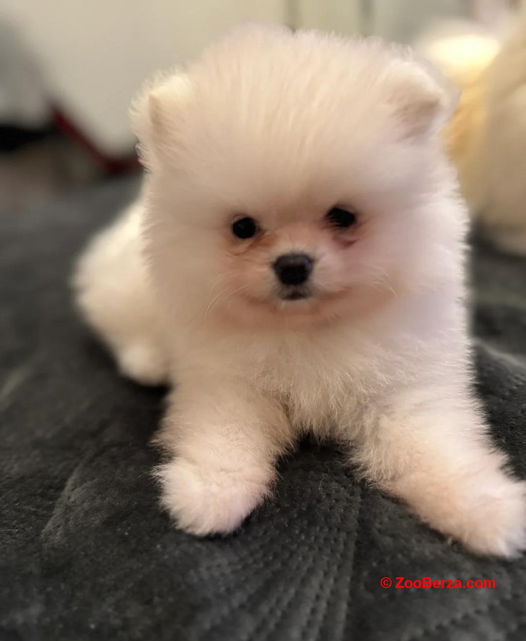 Pisike valge pomeranian kutsikas