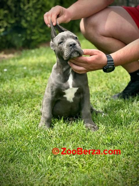 Cane Corso plavi mužjak TOP QUALITY