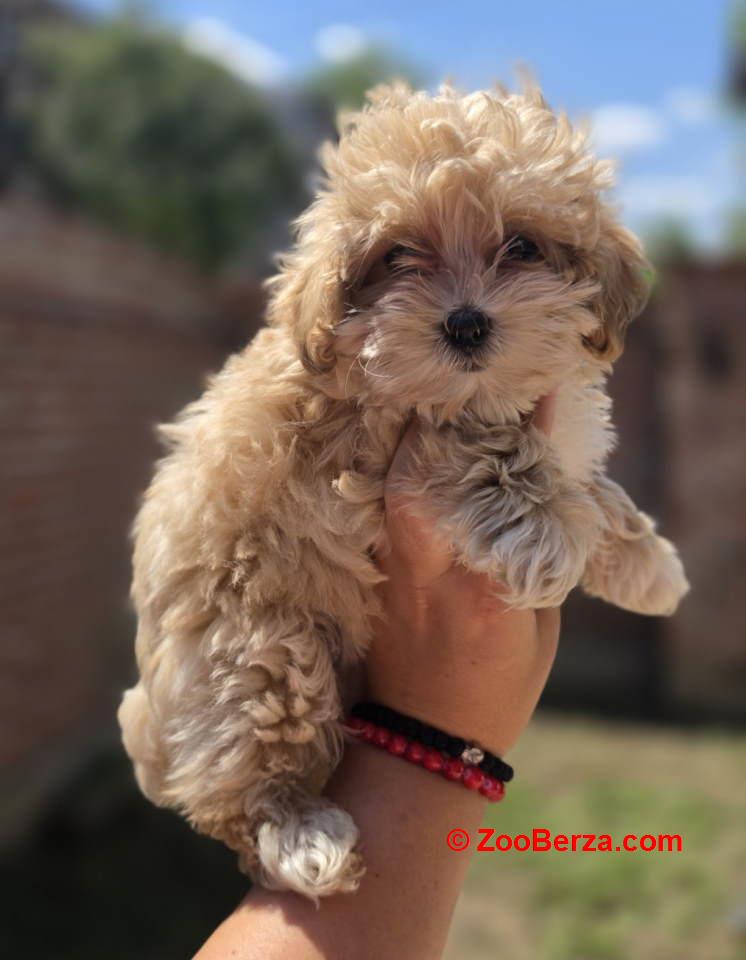 Maltipoo bebe  