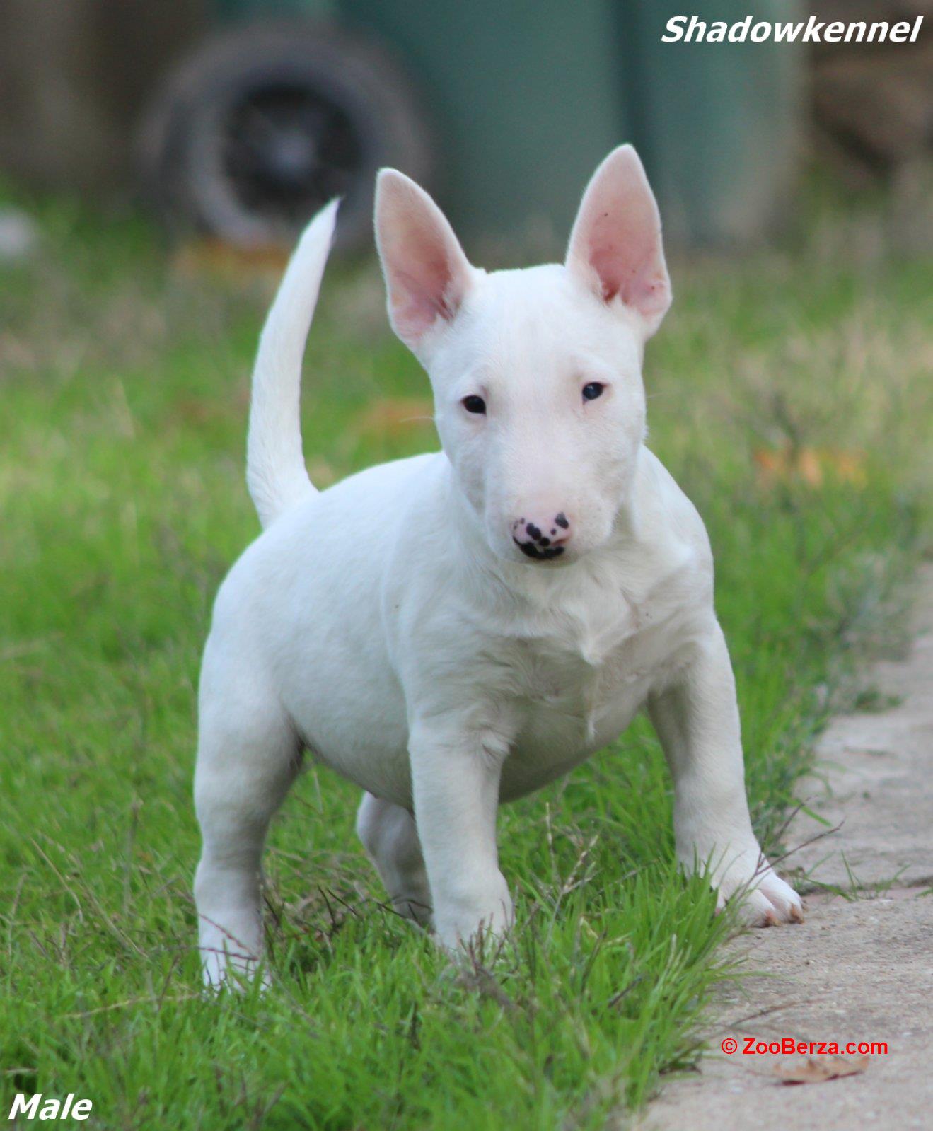 Mini Bull Terijer prelepi štenci