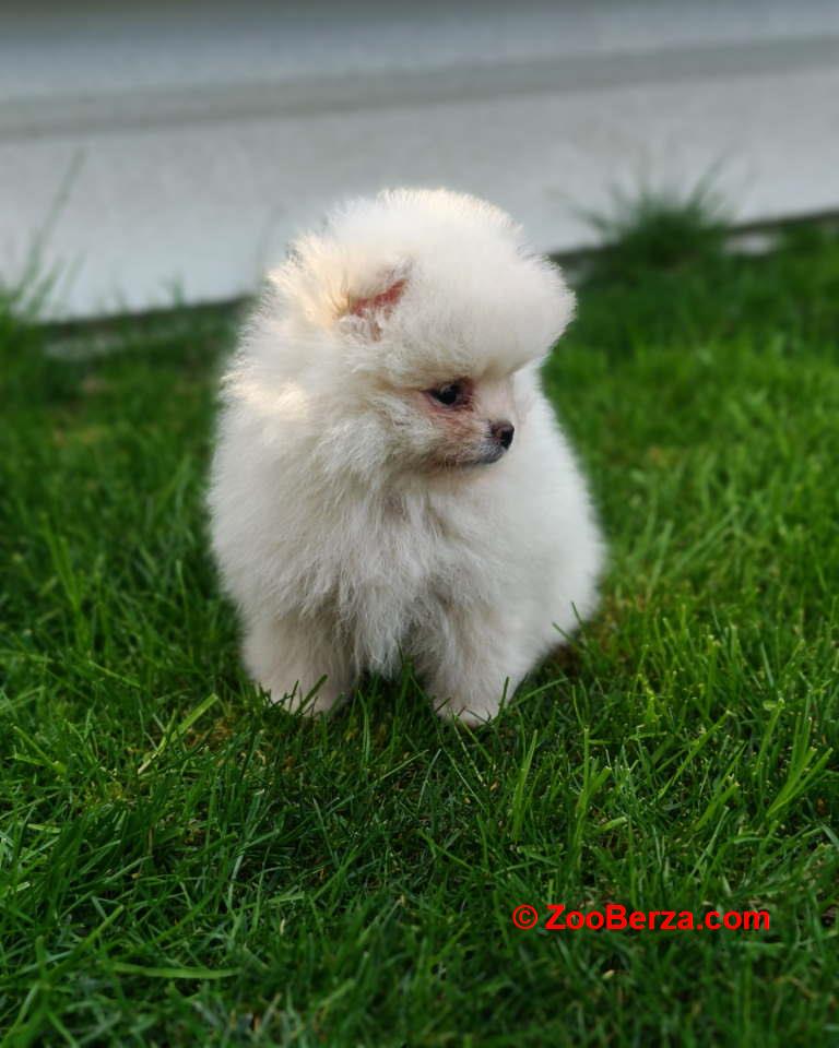 Pomeranski spic  
