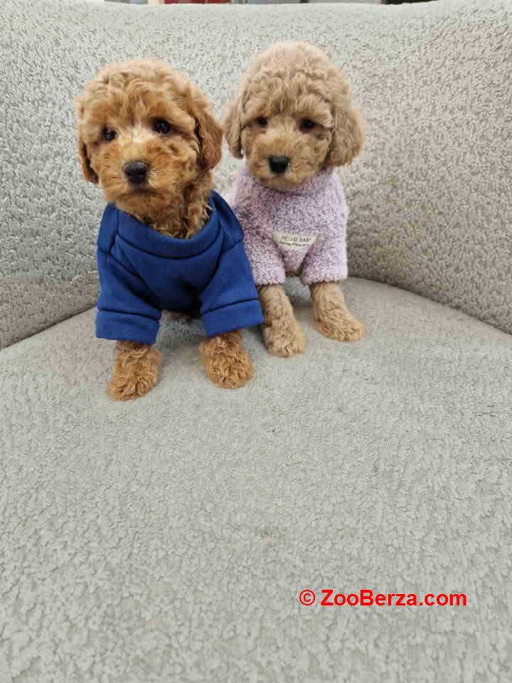 Pudle toy bata i seka 