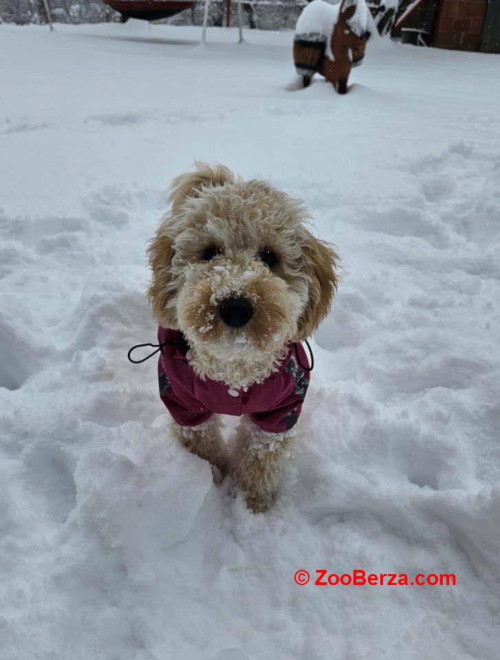Prelep dečak apricot pudle 