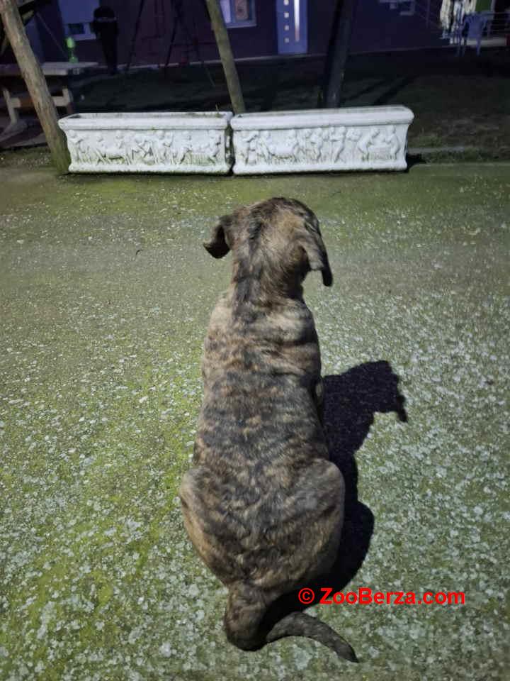 Na prodaju stenci prese kanario 