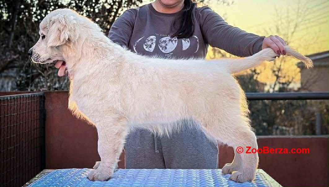 Zlatni retriver PRELEPI štenci