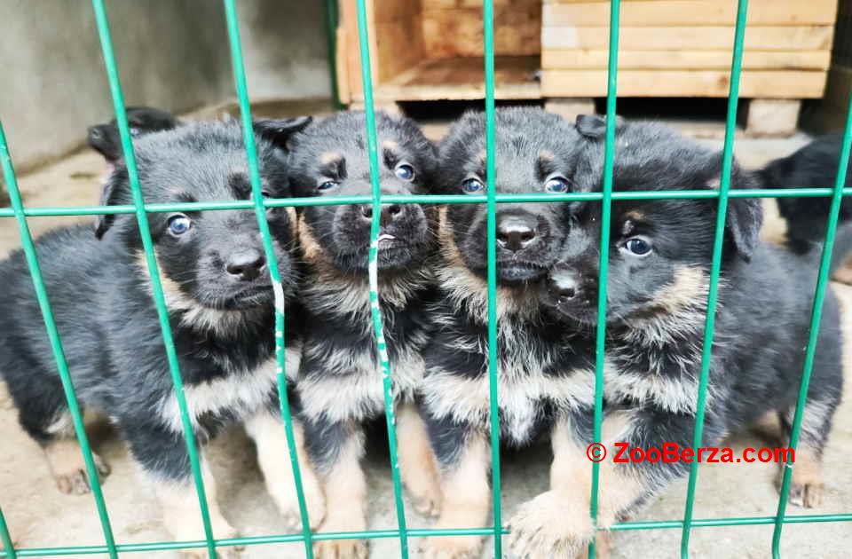 Prodajem vrhunsku štenad  Nemačkog ovčara šampionskog porekla. 