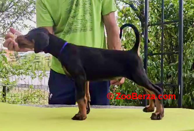 Doberman štenci, šampionskog porekla 