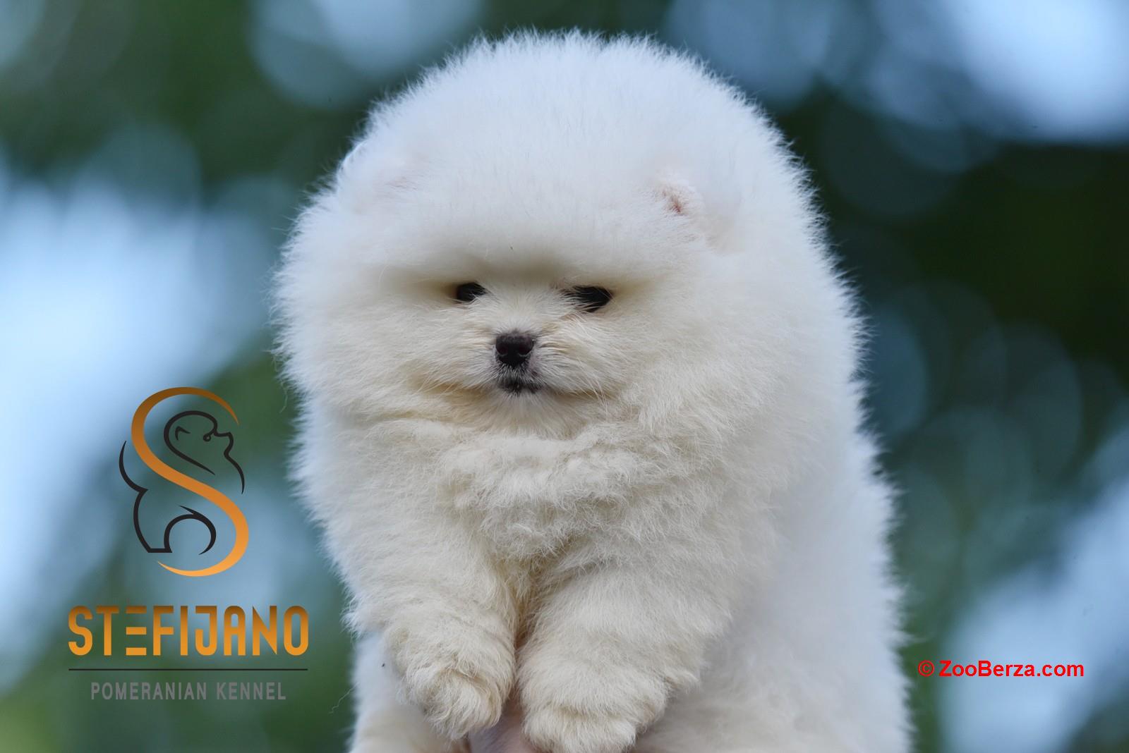 Pomeranac Boo medvedići