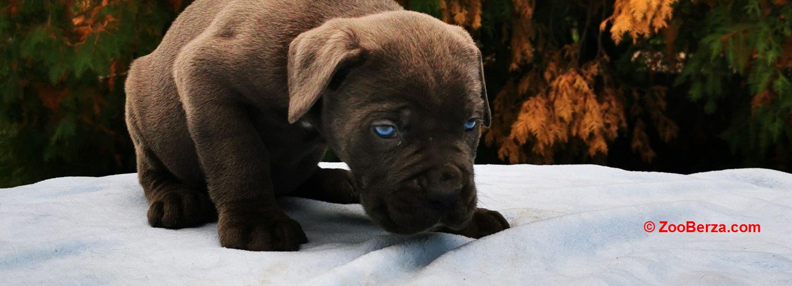 Cane Corso Kane Korso TOP KVALITET