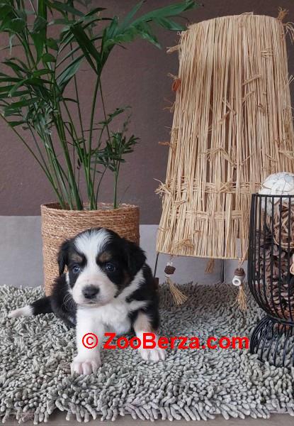 Border koli/collie štenci