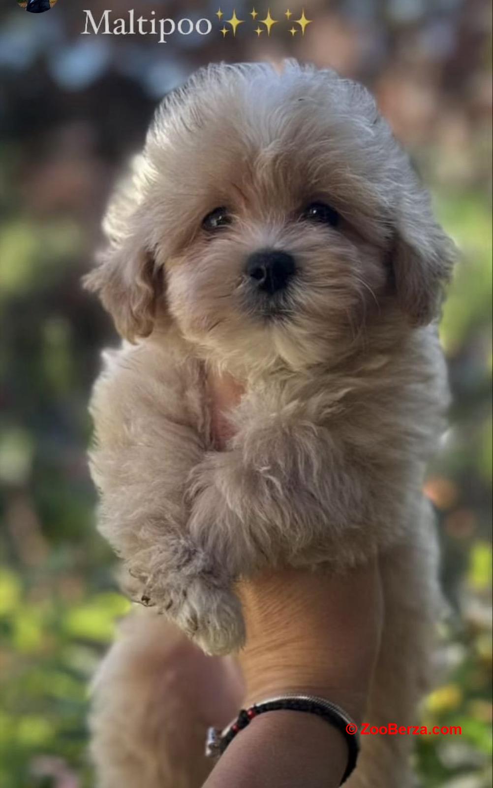Maltipoo stenci vrhunske genetike