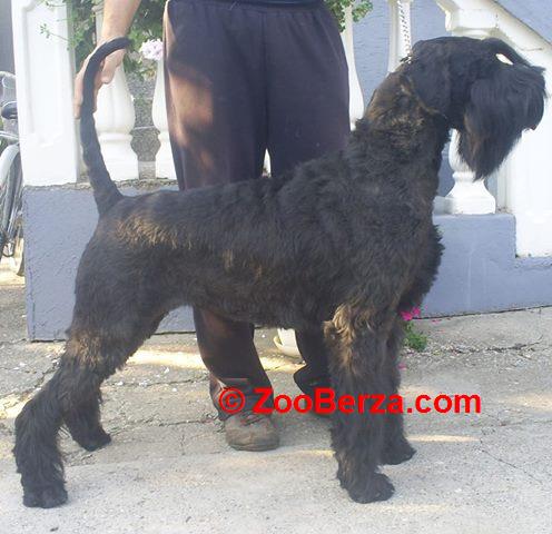 veliki snaucer stenad