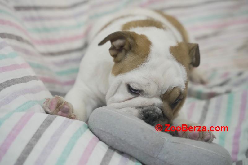 Engleski buldog, vrhunsko leglo