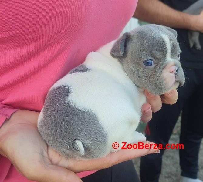Francuski buldog štenci exotic,plavi,klasik i fluffy