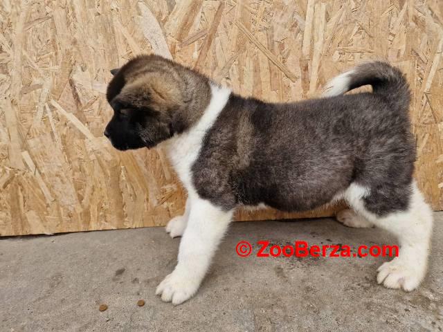 Američka Akita štenci