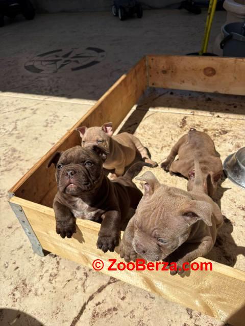 American bully exzotik-mikro štenci