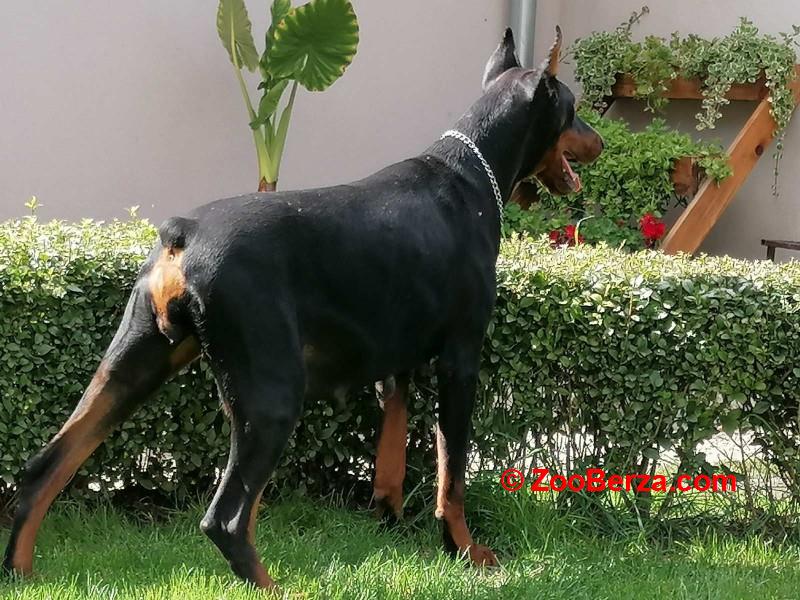 Doberman - skotna zenka