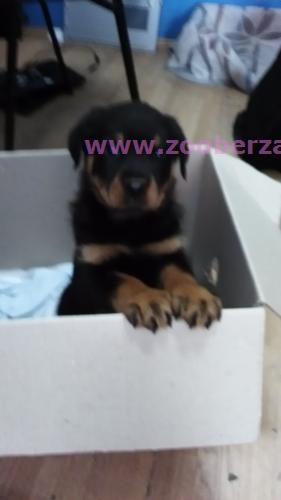 Top štenci Rottweiler 