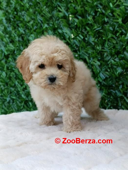 Maltipoo štenci – savršeni kućni ljubimci!