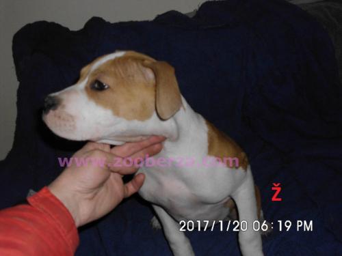 Na prodaju štenad APBT-a