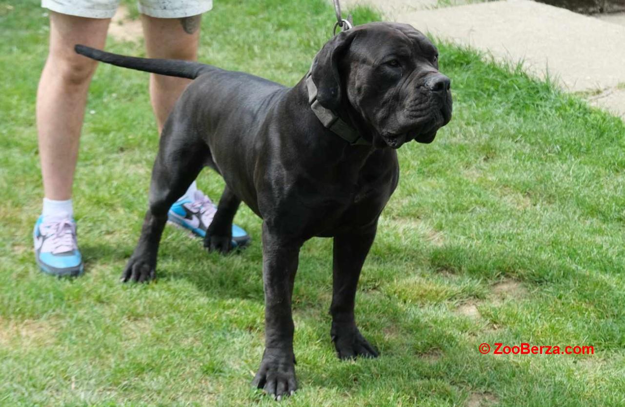 Boerboel Južnoafrički mastif stenci