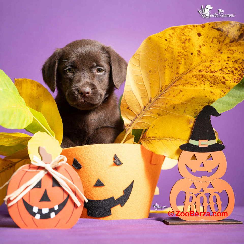 Štenci Labrador retrivera na prodaju!   