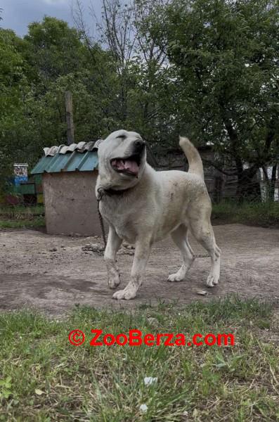 Srednjeazijski Ovcar - Azijat, ženka