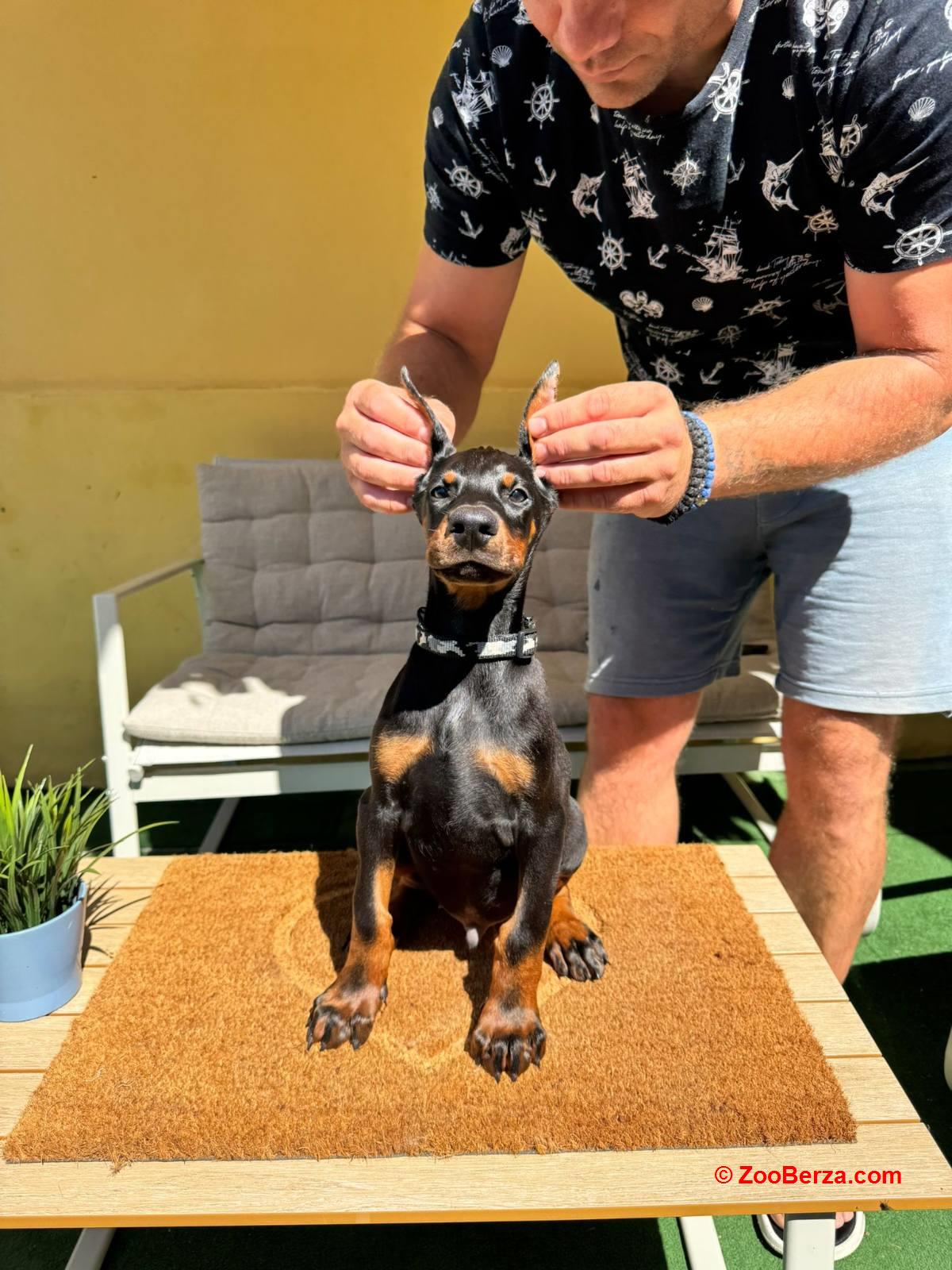 Doberman stenci