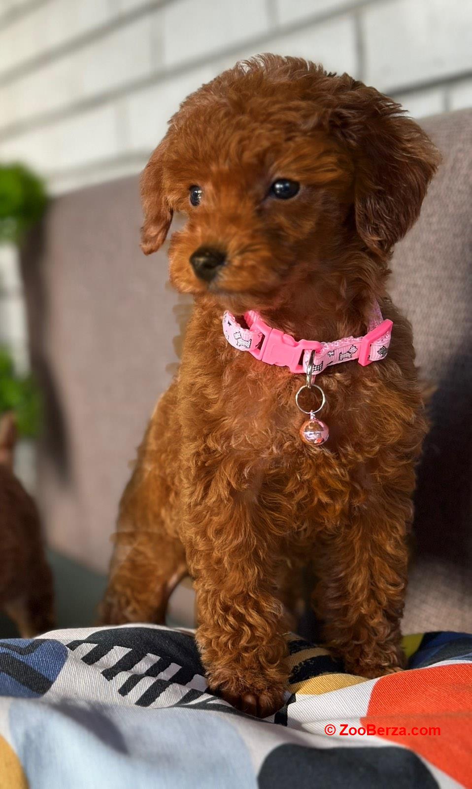 Toy Pudle na prodaju