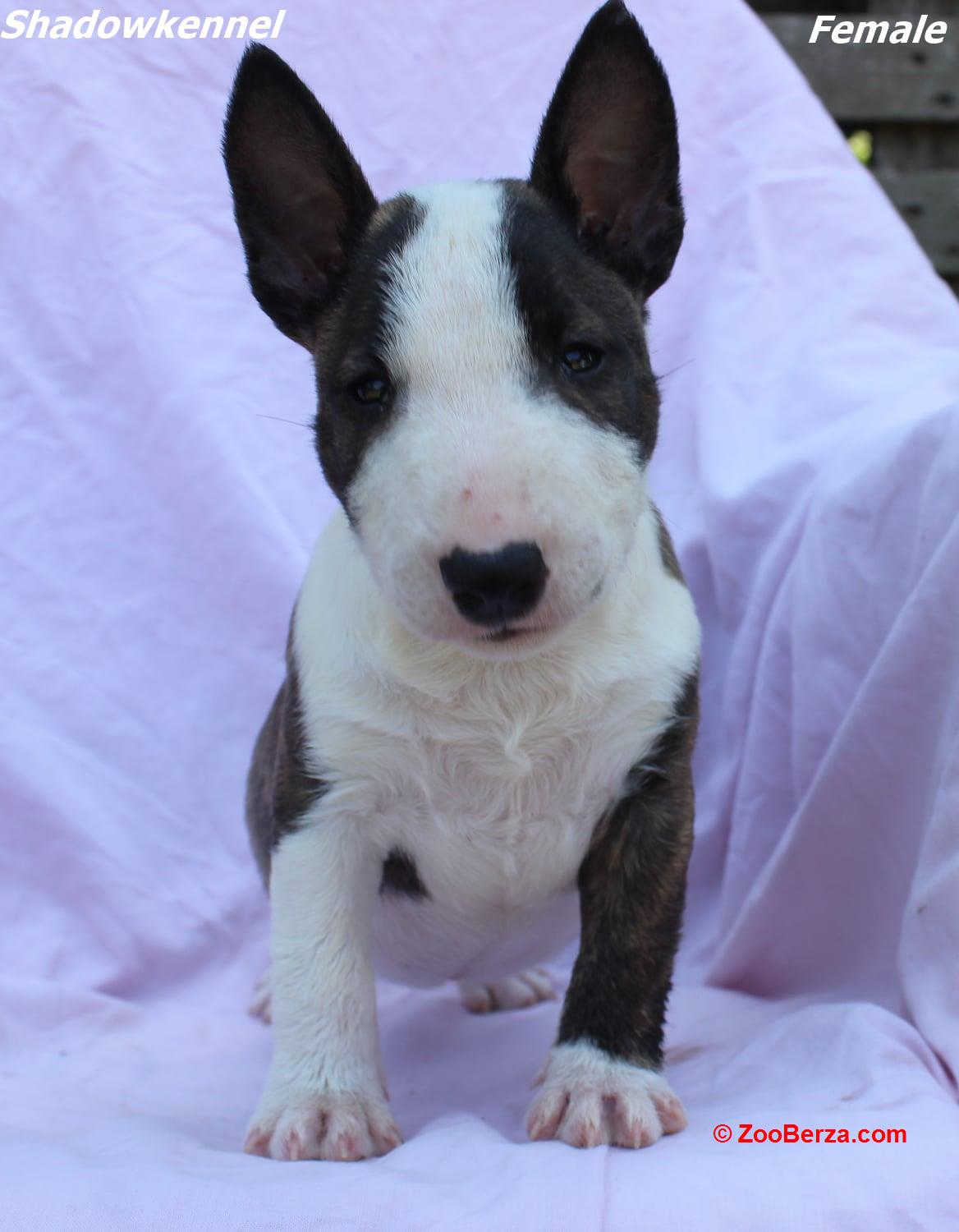Mini Bull Terijer štenci