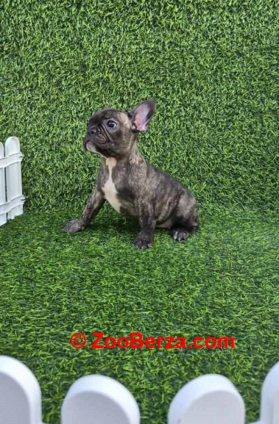Francuski budog 
